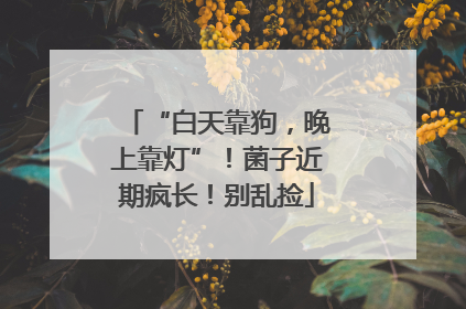 “白天靠狗，晚上靠灯”！菌子近期疯长！别乱捡