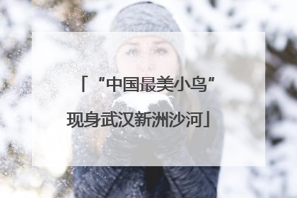 “中国最美小鸟”现身武汉新洲沙河