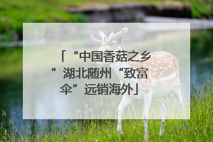 “中国香菇之乡”湖北随州“致富伞”远销海外