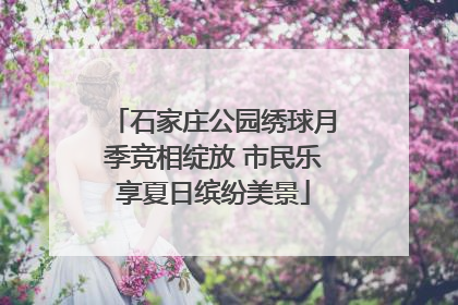 石家庄公园绣球月季竞相绽放 市民乐享夏日缤纷美景