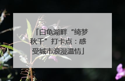 白龟湖畔“绮梦秋千”打卡点：感受城市浪漫温情
