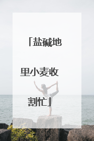 盐碱地里小麦收割忙