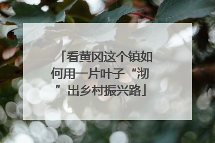 看黄冈这个镇如何用一片叶子“沏”出乡村振兴路