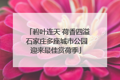 碧叶连天 荷香四溢 石家庄多座城市公园迎来最佳赏荷季