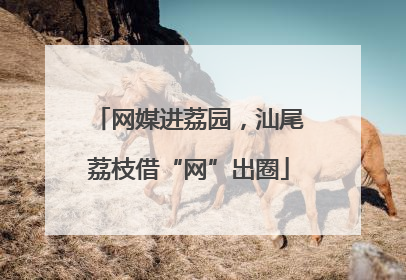 网媒进荔园，汕尾荔枝借“网”出圈