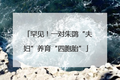 罕见！一对朱鹮“夫妇”养育“四胞胎”