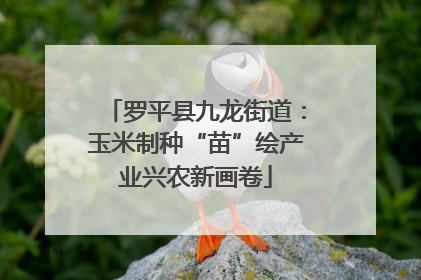 罗平县九龙街道：玉米制种“苗”绘产业兴农新画卷