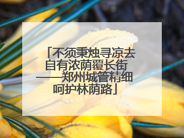 不须秉烛寻凉去 自有浓荫覆长街——郑州城管精细呵护林荫路