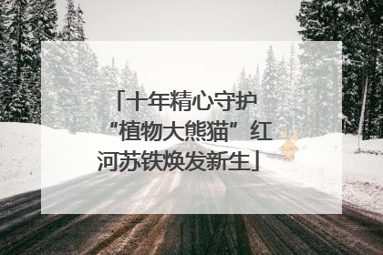 十年精心守护 “植物大熊猫”红河苏铁焕发新生