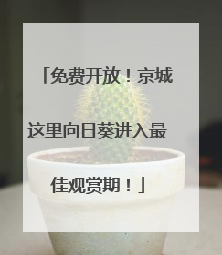 免费开放！京城这里向日葵进入最佳观赏期！