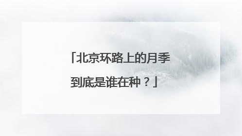 北京环路上的月季到底是谁在种？