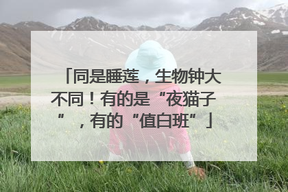 同是睡莲，生物钟大不同！有的是“夜猫子”，有的“值白班”
