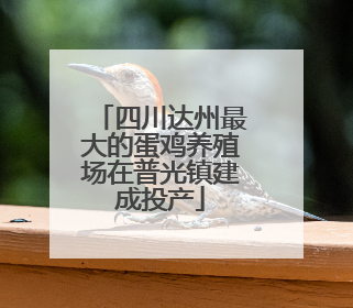 四川达州最大的蛋鸡养殖场在普光镇建成投产