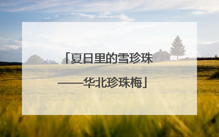 夏日里的雪珍珠——华北珍珠梅