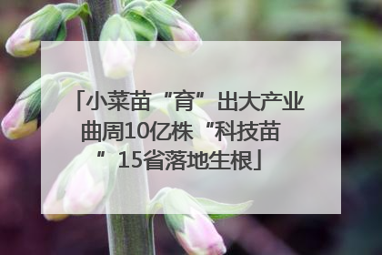 小菜苗“育”出大产业 曲周10亿株“科技苗”15省落地生根
