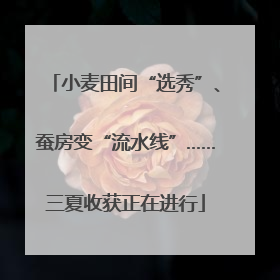 小麦田间“选秀”、蚕房变“流水线”……三夏收获正在进行