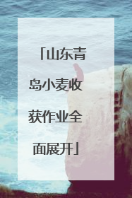 山东青岛小麦收获作业全面展开