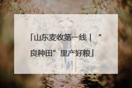 山东麦收第一线丨“良种田”里产好粮