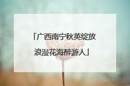 广西南宁秋英绽放 浪漫花海醉游人