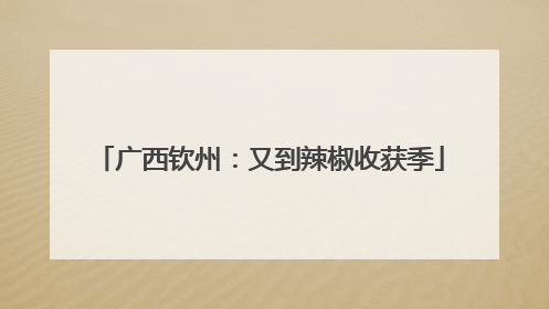 广西钦州：又到辣椒收获季