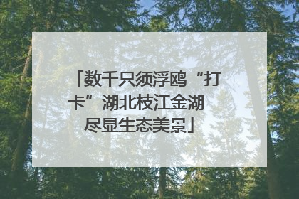 数千只须浮鸥“打卡”湖北枝江金湖 尽显生态美景