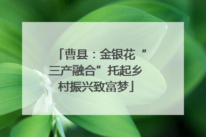 曹县：金银花“三产融合”托起乡村振兴致富梦