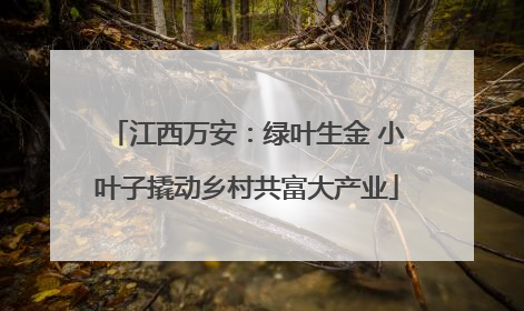 江西万安：绿叶生金 小叶子撬动乡村共富大产业