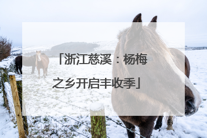 浙江慈溪：杨梅之乡开启丰收季