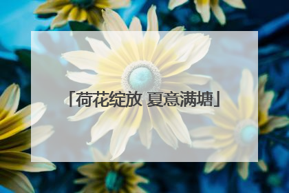 荷花绽放 夏意满塘