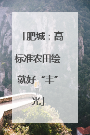 肥城：高标准农田绘就好“丰”光