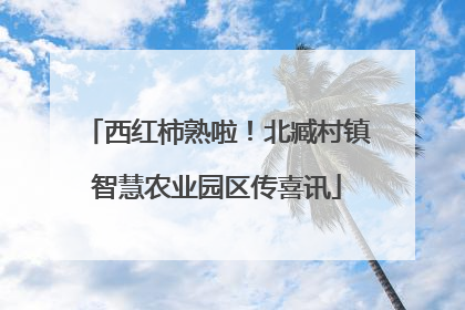 西红柿熟啦！北臧村镇智慧农业园区传喜讯