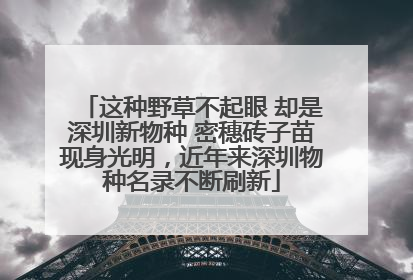 这种野草不起眼 却是深圳新物种 密穗砖子苗现身光明，近年来深圳物种名录不断刷新