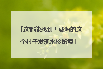 这都能找到！威海的这个村子发现水杉秘境