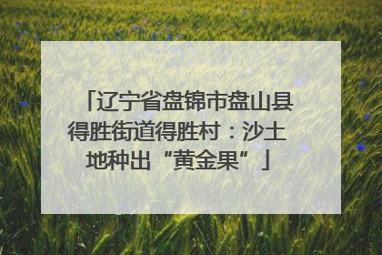 辽宁省盘锦市盘山县得胜街道得胜村：沙土地种出“黄金果”