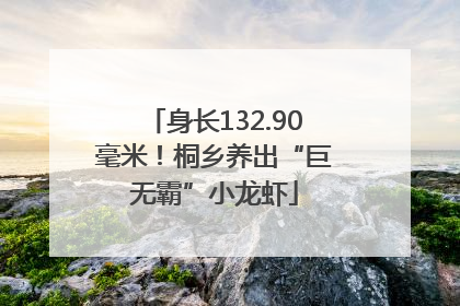 身长132.90毫米！桐乡养出“巨无霸”小龙虾