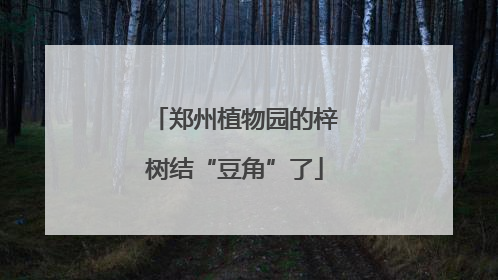 郑州植物园的梓树结“豆角”了