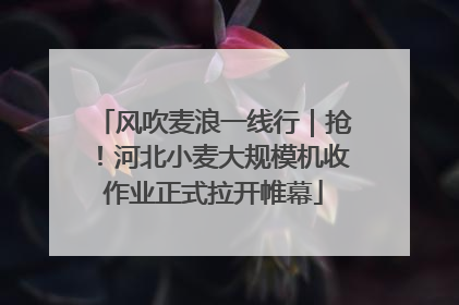 风吹麦浪一线行｜抢！河北小麦大规模机收作业正式拉开帷幕