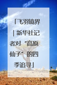 飞羽镜界｜新华社记者对“高原仙子”的四季追寻