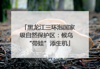 黑龙江三环泡国家级自然保护区：候鸟“带娃”添生机